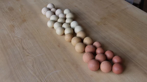 20250715_Terrodoros_Fabrication-des-boules_©amàco_7874